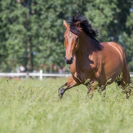 Pferdeidylle Direkt Neben Berlin In Dallgow Exteriör bild
