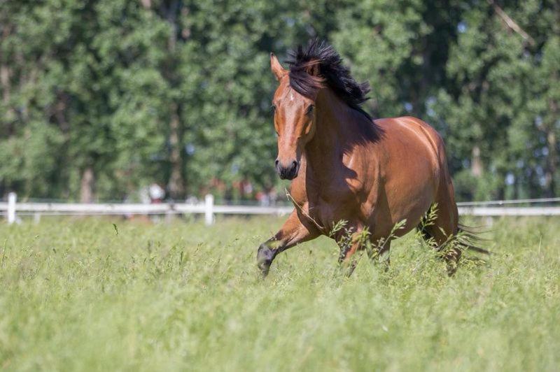 Pferdeidylle Direkt Neben Berlin In Dallgow Exteriör bild